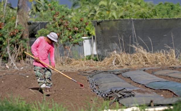 Field Worker 4