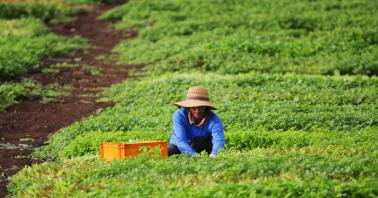 Field Worker