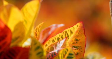 plants