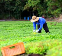 Field Worker 3