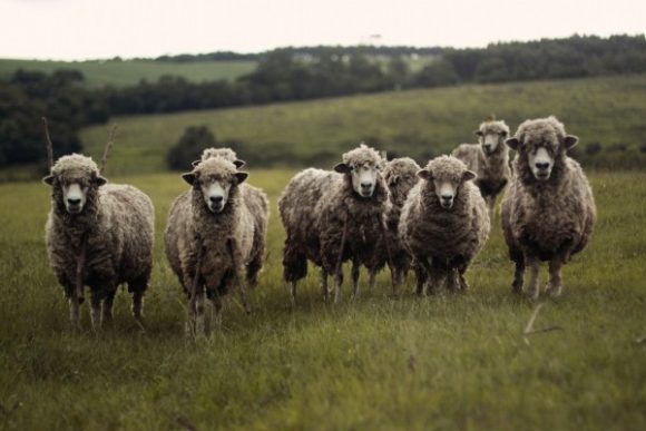 sheep-nature-flock